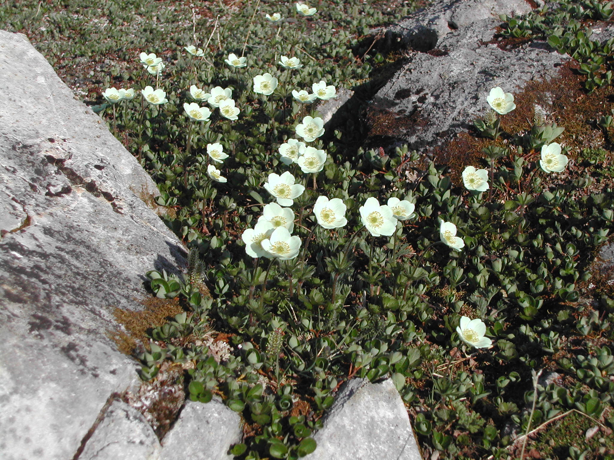 Wildflowers in July in the alpine tundra